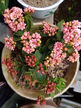 長壽花