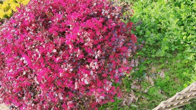 紅花檵木
