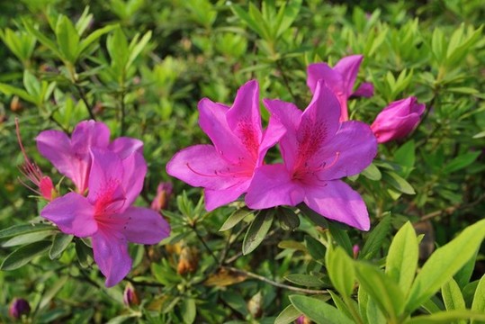 杜鵑花