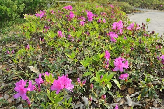 杜鵑花