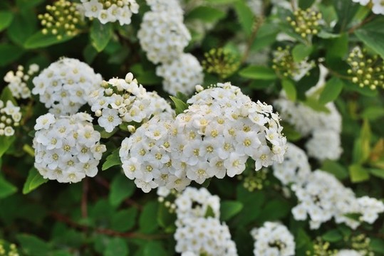 繡線菊