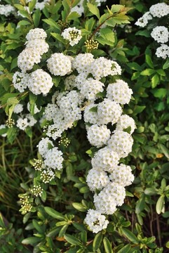 繡線菊