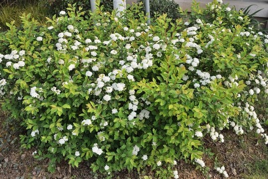 繡線菊