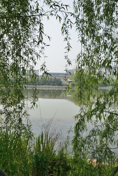 春風(fēng)楊柳好風(fēng)光