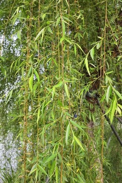 春風(fēng)楊柳好風(fēng)光