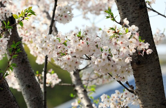 櫻花