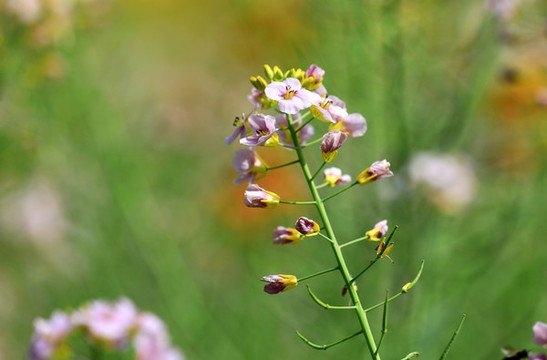油菜花