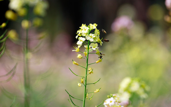油菜花