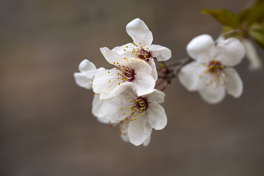 鮮花