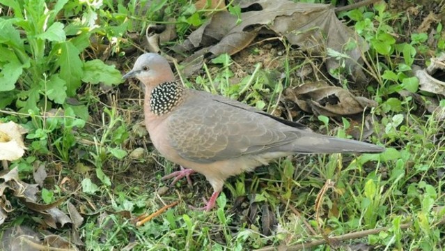 斑鳩