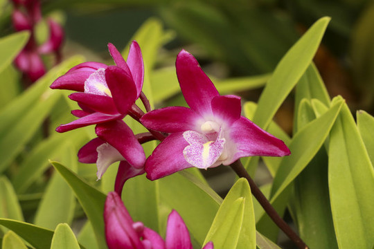 鮮花