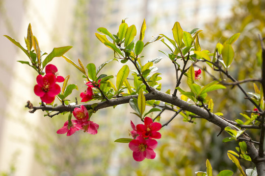 鮮花