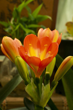 鮮花
