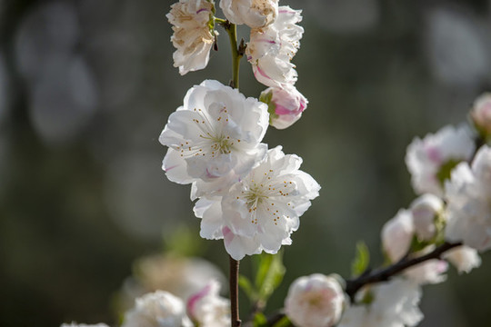桃花綻放