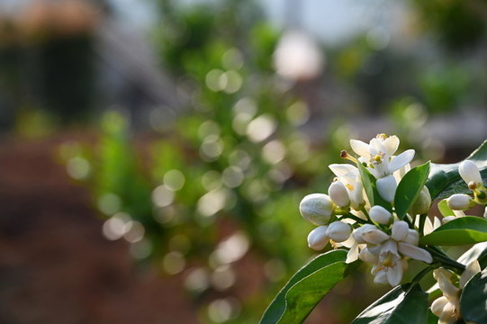檸檬花