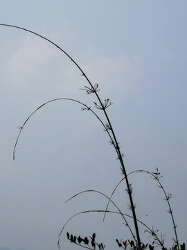 竹子