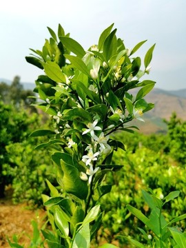 柑橘沃柑茂谷柑開(kāi)花