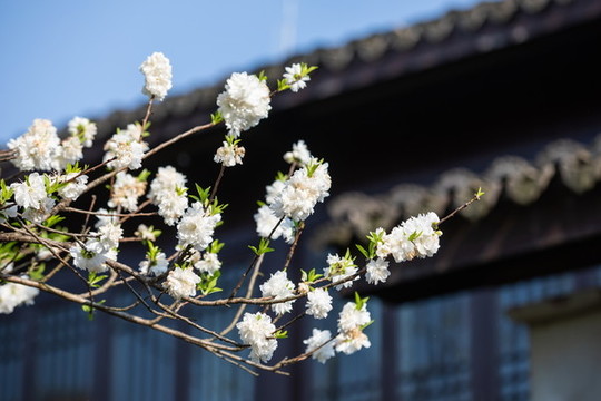 杭州千桃園賞桃花
