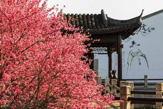 杭州千桃園賞桃花