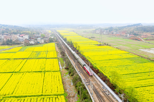 駛過(guò)春天油菜花田的京廣鐵路列車