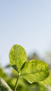 三葉草