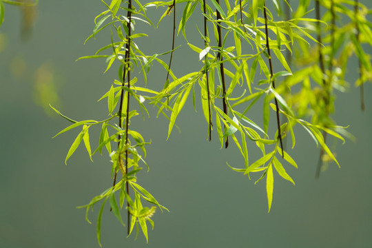 春天綠色垂柳樹枝