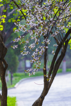唯美花枝春天盛開(kāi)的李子花