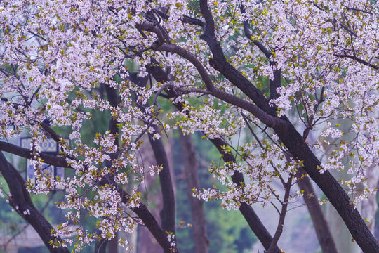 春天唯美李子花