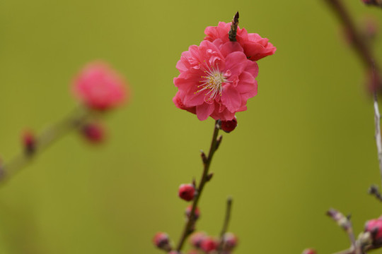 紅梅花枝