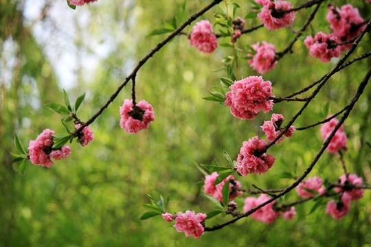 桃花