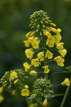 油菜花