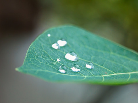 樹葉上的水珠