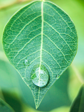 葉子上的一滴水