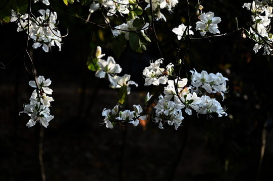 紫荊花