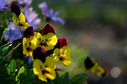 小花