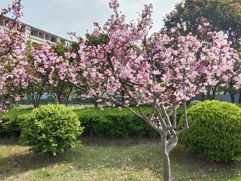 櫻花