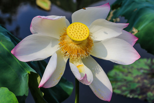 西湖荷花