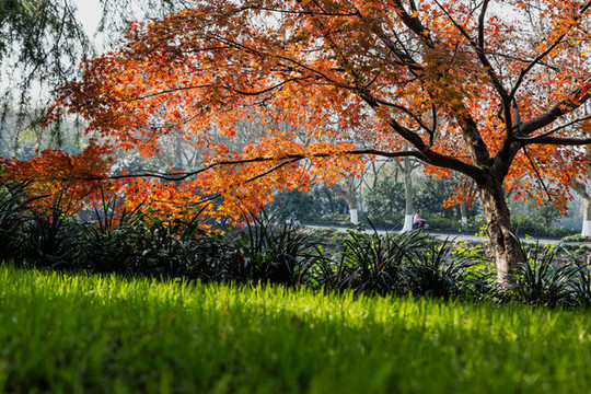 杭州花港觀魚(yú)公園秋色