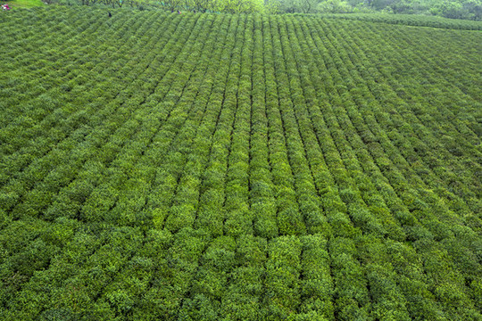 仰拍茶田茶園