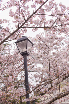 青島中山公園櫻花