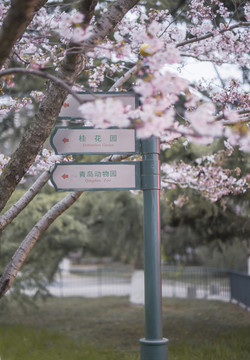 青島中山公園櫻花
