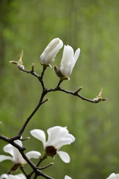 玉蘭花枝