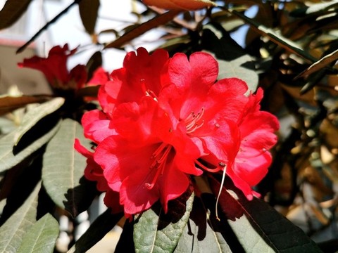 杜鵑花特寫