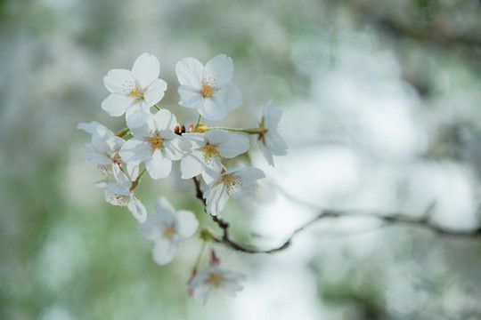 櫻花