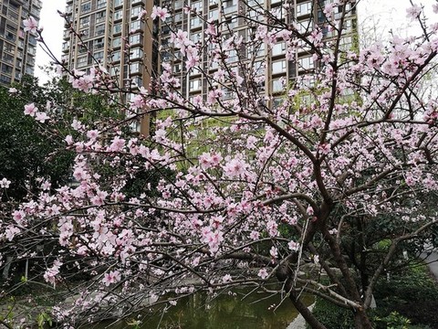小區(qū)桃花