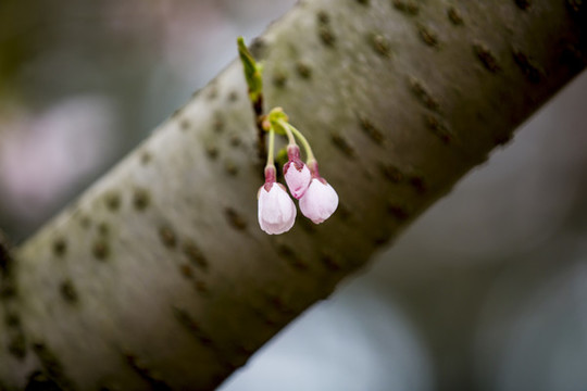 櫻花