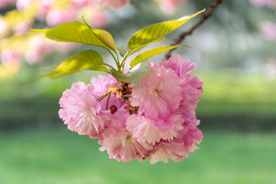 櫻花