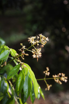 荔枝花開