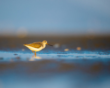 海灘上的候鳥