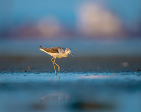 海鳥